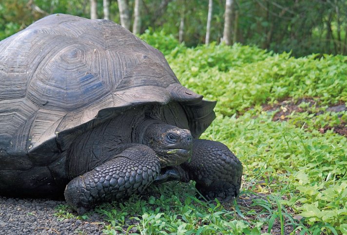 Ecuador auténtico