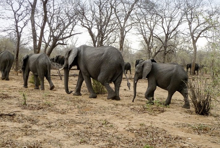 Viktoria Fälle & Safari Abenteuer ab Victoria Falls/bis Kasane