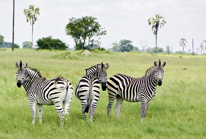 Viktoria Fälle & Safari Abenteuer ab Victoria Falls/bis Kasane