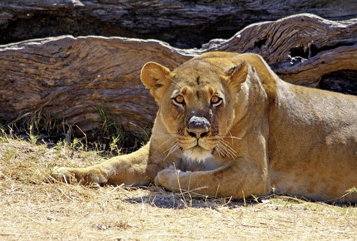 Viktoria Fälle & Safari Abenteuer ab Victoria Falls/bis Kasane