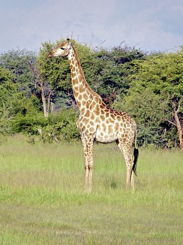 Viktoria Fälle & Safari Abenteuer ab Victoria Falls/bis Kasane