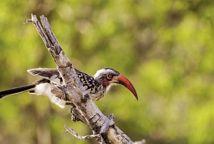 Viktoria Fälle & Safari Abenteuer ab/bis Victoria Falls