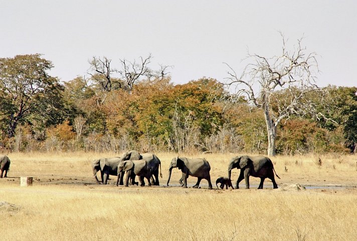 Viktoria Fälle & Safari Abenteuer ab/bis Victoria Falls