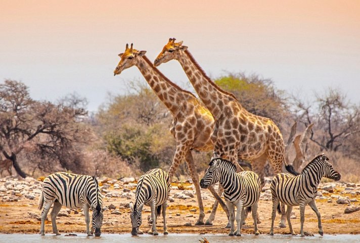 Ausflugspaket Etosha Nationalpark