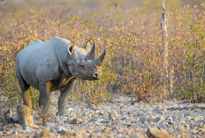 Namibia Flugsafari