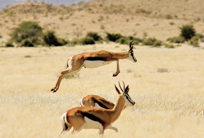 Traumreise Namibia