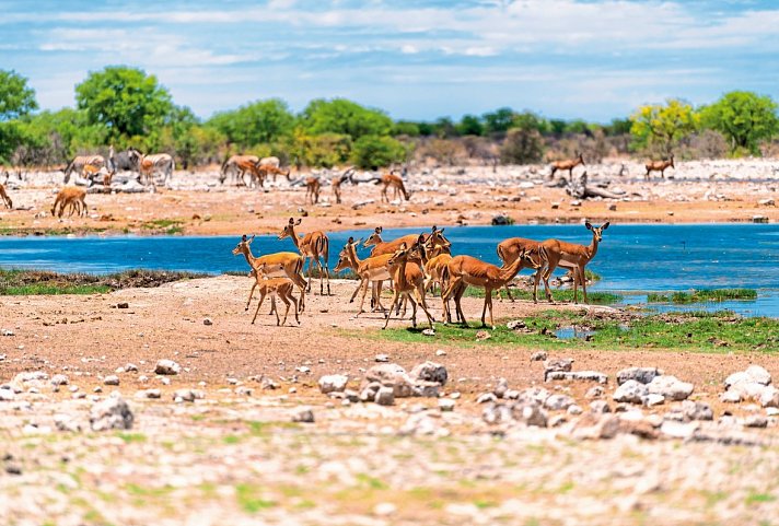 Erlebnis Nationalparks - Etosha bis Victoria Falls