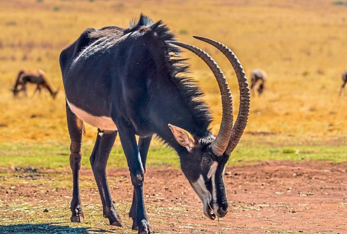 Erlebnis Nationalparks - Etosha bis Victoria Falls