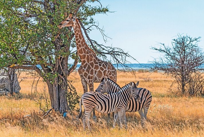 Erlebnis Nationalparks - Etosha bis Victoria Falls