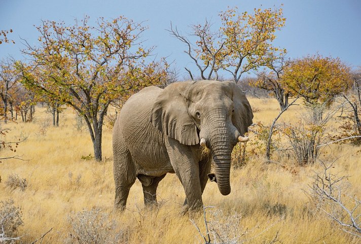 Erlebnis Nationalparks - Etosha bis Victoria Falls