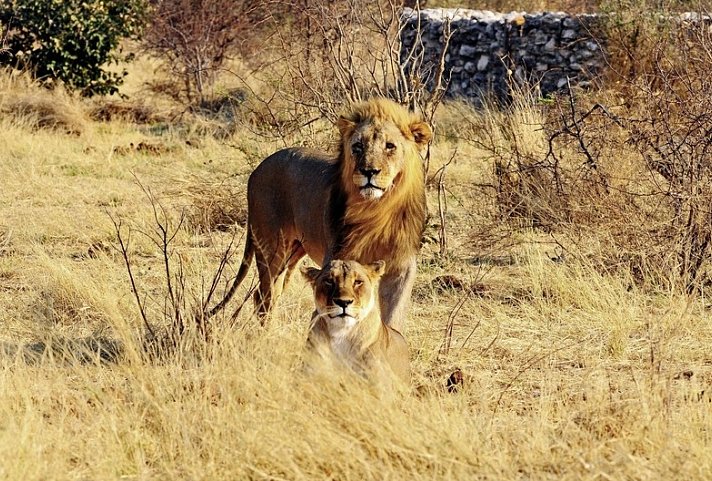 Best of Namibia Standard