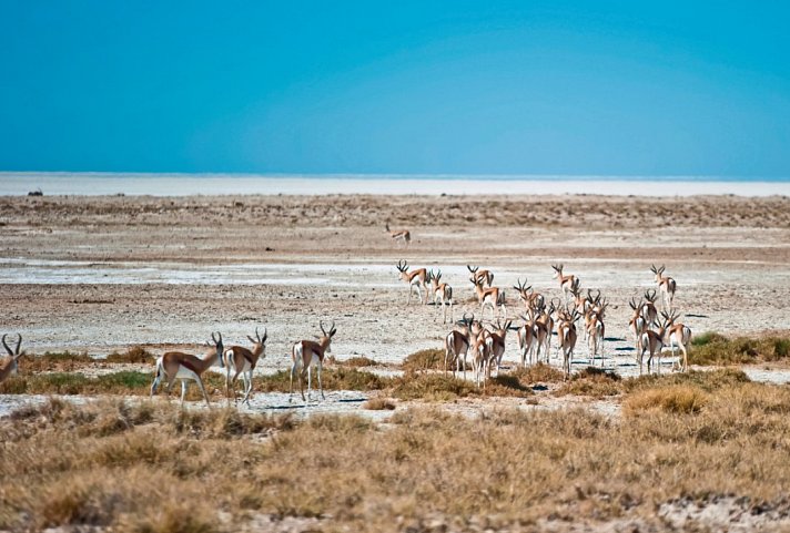 Gondwana Collection: Bilderbuch Namibia