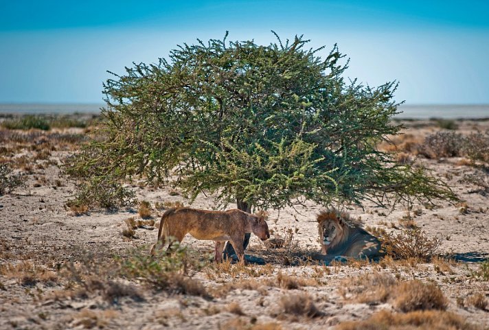 Gondwana Collection: Bilderbuch Namibia