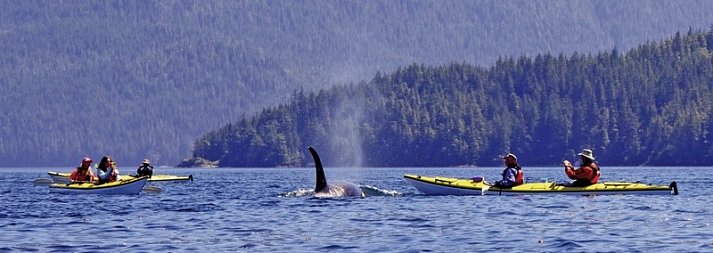 Orca Camp