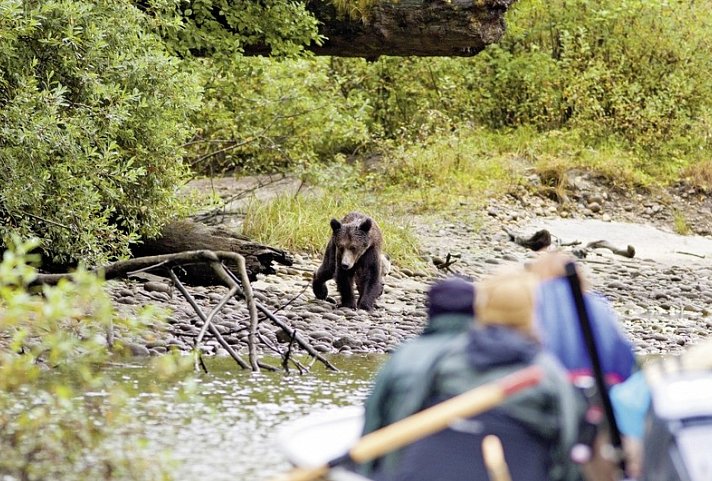 Great Bear Adventure