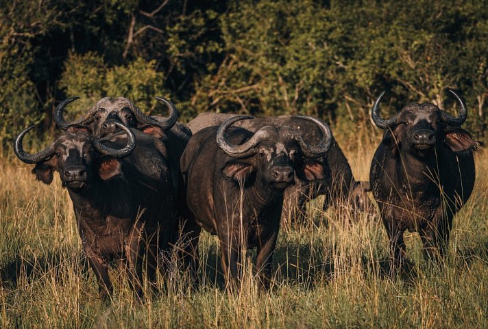 Saadani Safari