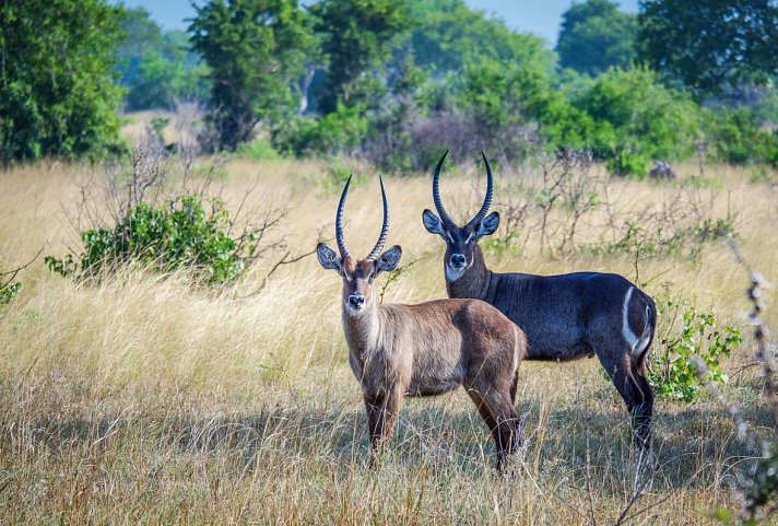 Saadani Safari