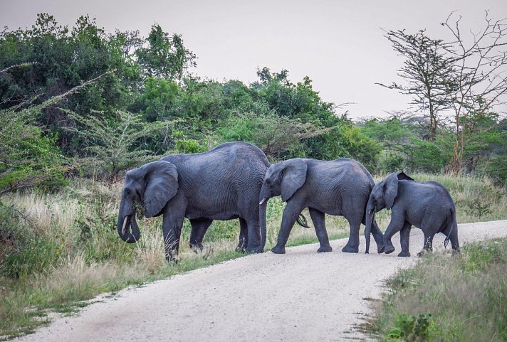 Saadani Safari