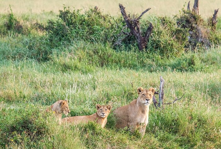 Saadani Safari