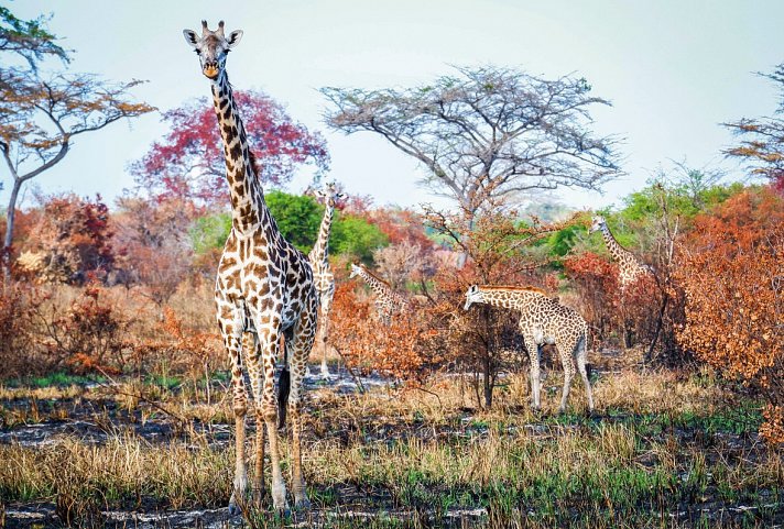 Saadani Safari