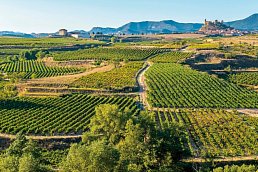 Weinberge in Rioja