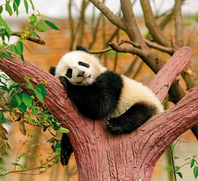 China mit Tibet - Rundreise