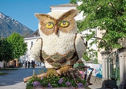 Tagesfahrt im Kaiserzug ins Salzkammergut zum Narzissenfest