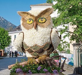 Tagesfahrt im Kaiserzug ins Salzkammergut zum Narzissenfest