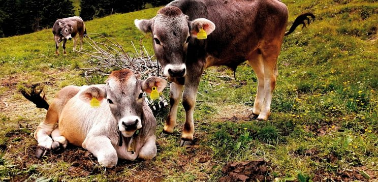 Alpenüberquerung Wilder Kaiser - Pustertal