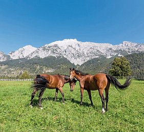 Alpenhotel Speckbacherhof