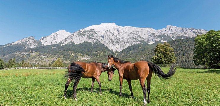 Alpenhotel Speckbacherhof