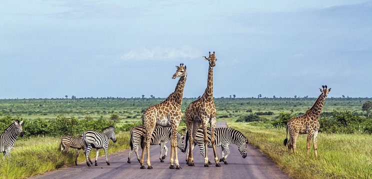Rundreise Südafrika – Vom Kruger-Nationalpark zum Tafelberg