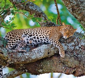 Rundreise Südafrika – Vom Kruger-Nationalpark zum Tafelberg