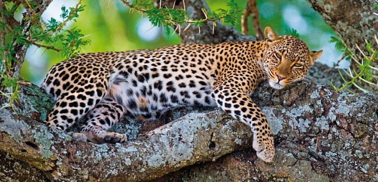 Rundreise Südafrika – Vom Kruger-Nationalpark zum Tafelberg