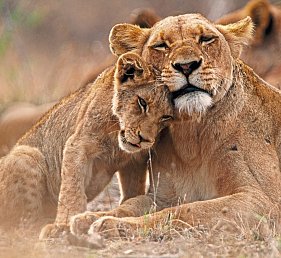 Rundreise Südafrika – Vom Kruger-Nationalpark zum Tafelberg