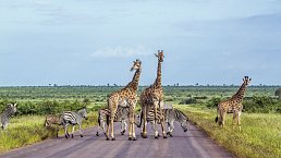 Giraffen im Krüger Nationalpark
