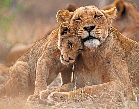 Rundreise Südafrika – Vom Kruger-Nationalpark zum Tafelberg