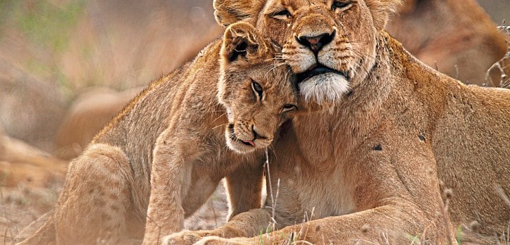 Rundreise Südafrika – Vom Kruger-Nationalpark zum Tafelberg