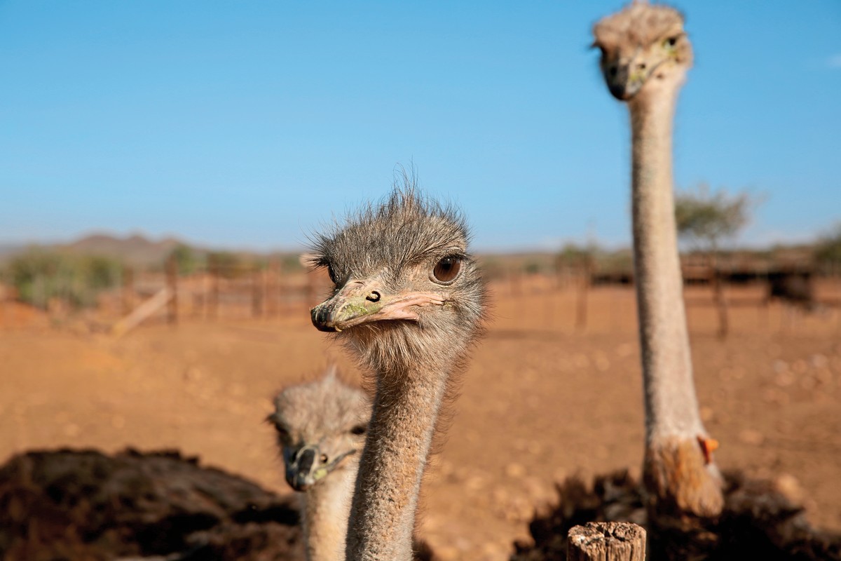Rundreise Südafrika – Vom Kruger-Nationalpark zum Tafelberg