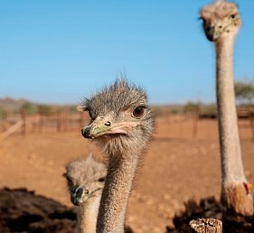 Rundreise Südafrika – Vom Kruger-Nationalpark zum Tafelberg