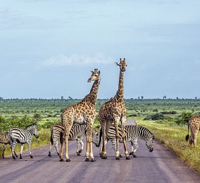 Rundreise Südafrika – Vom Kruger-Nationalpark zum Tafelberg