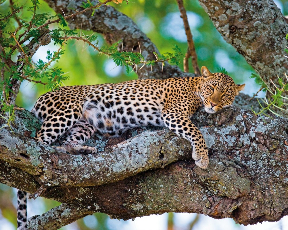 Rundreise Südafrika – Vom Kruger-Nationalpark zum Tafelberg