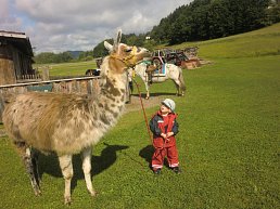 Lamas