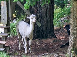 Lama