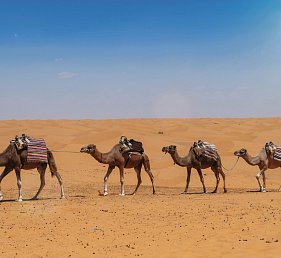 Zauberhaftes Marokko - Königsstädte & Wüste