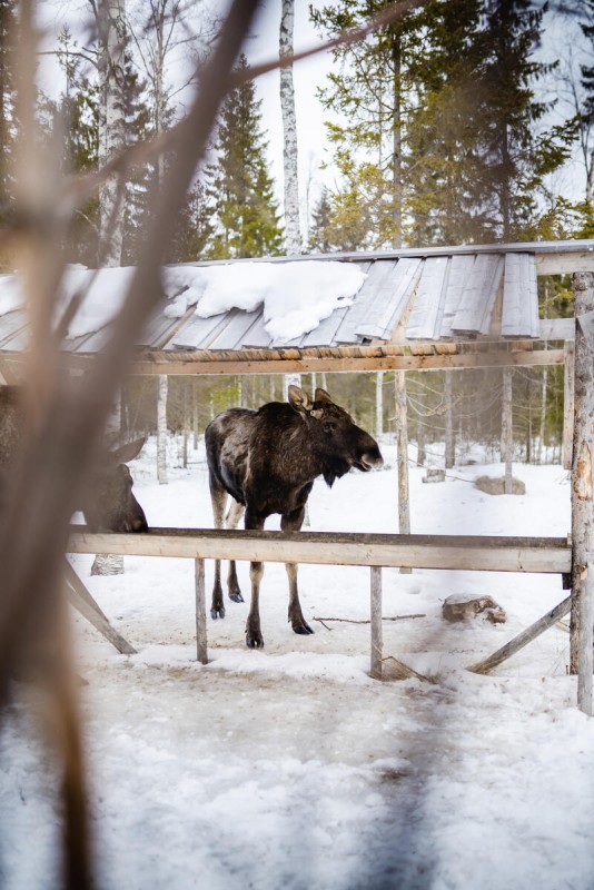 Schwedisch Lappland zu Silvester