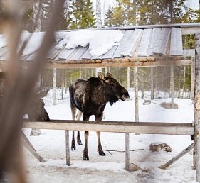 Schwedisch Lappland zu Silvester