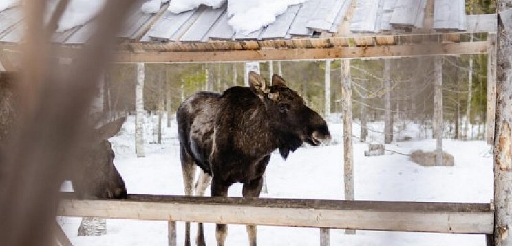 Schwedisch Lappland zu Silvester