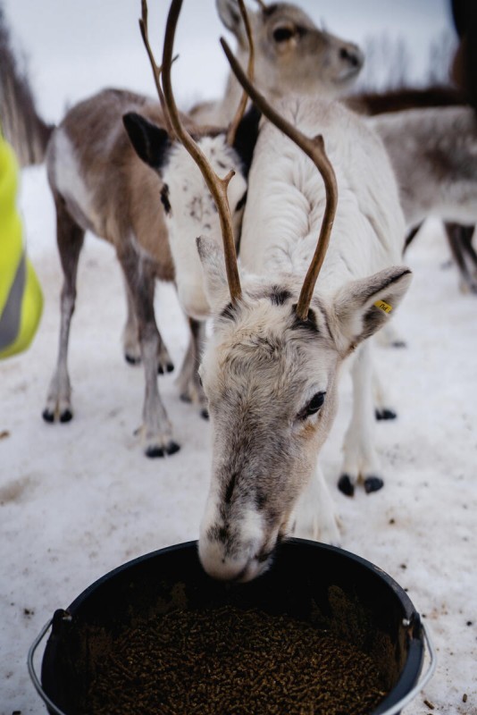 Schwedisch Lappland zu Silvester