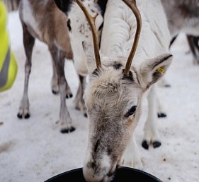 Schwedisch Lappland zu Silvester